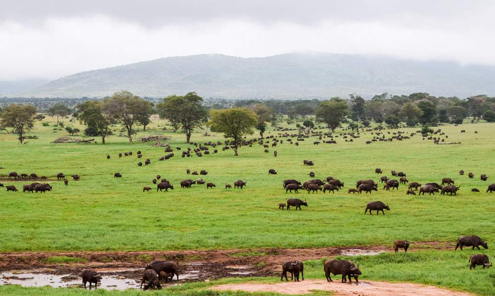 Taita Hills Wildlife Sanctuary Kenya