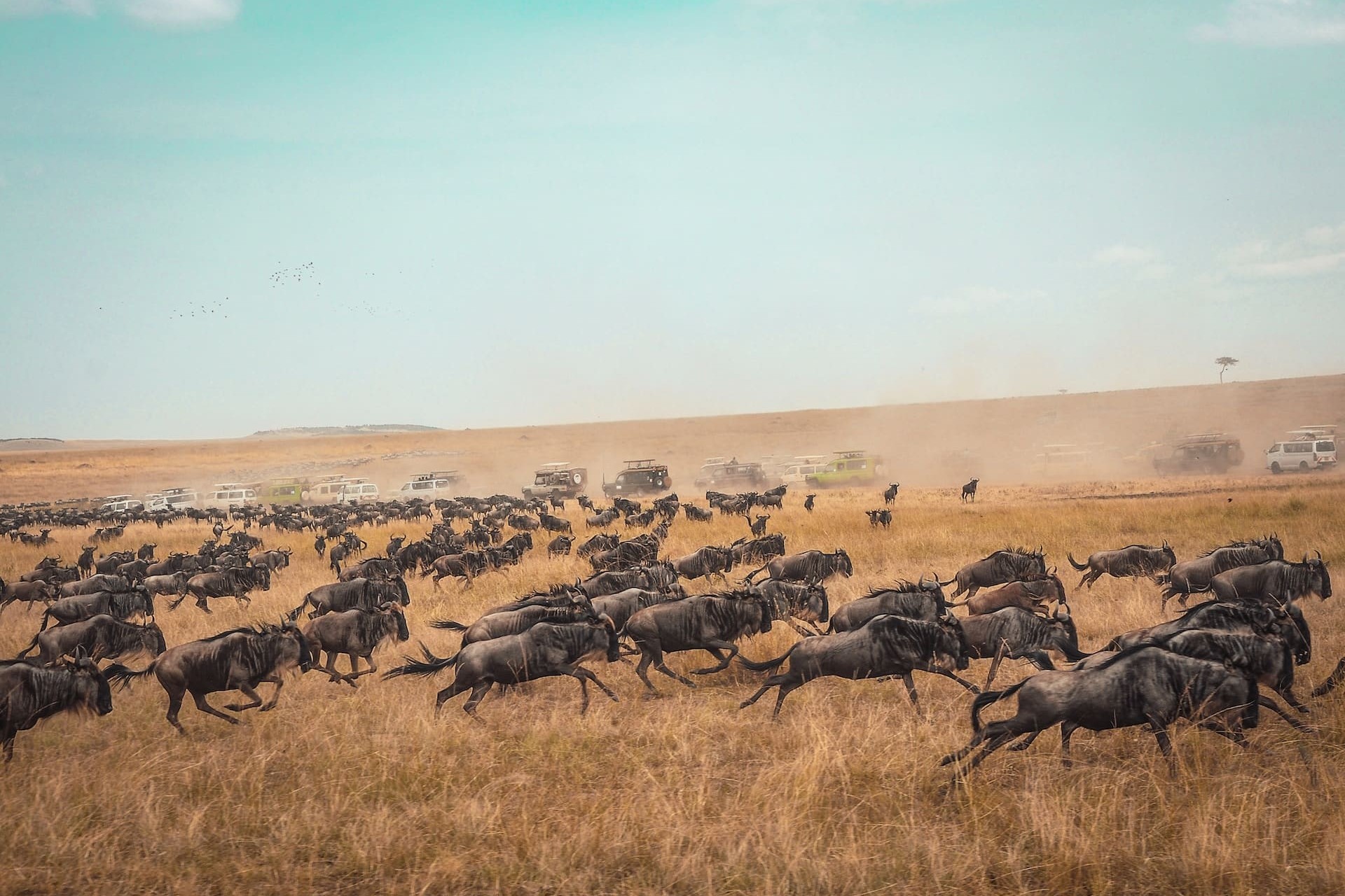 Things to Do in Maasai Mara National Reserve