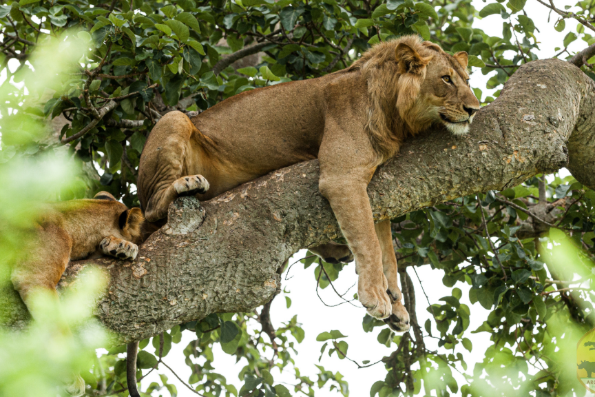 Tree-Climbing Lions of Queen Elizabeth National Park