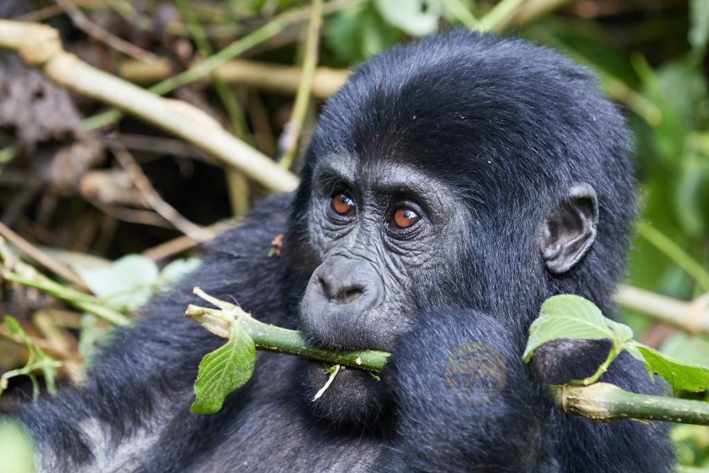 Best Time for Gorilla Trekking in Uganda