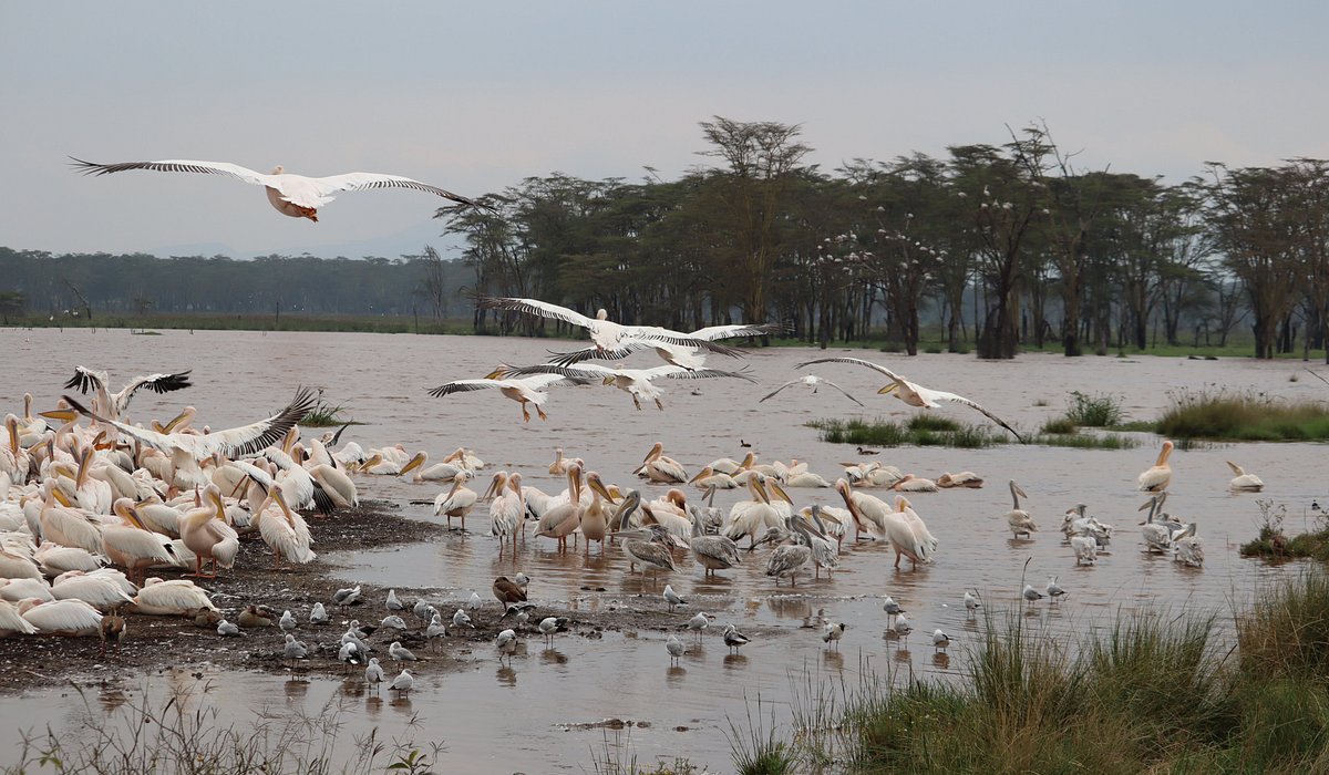Birding at Lake Nakuru National Park of Kenya