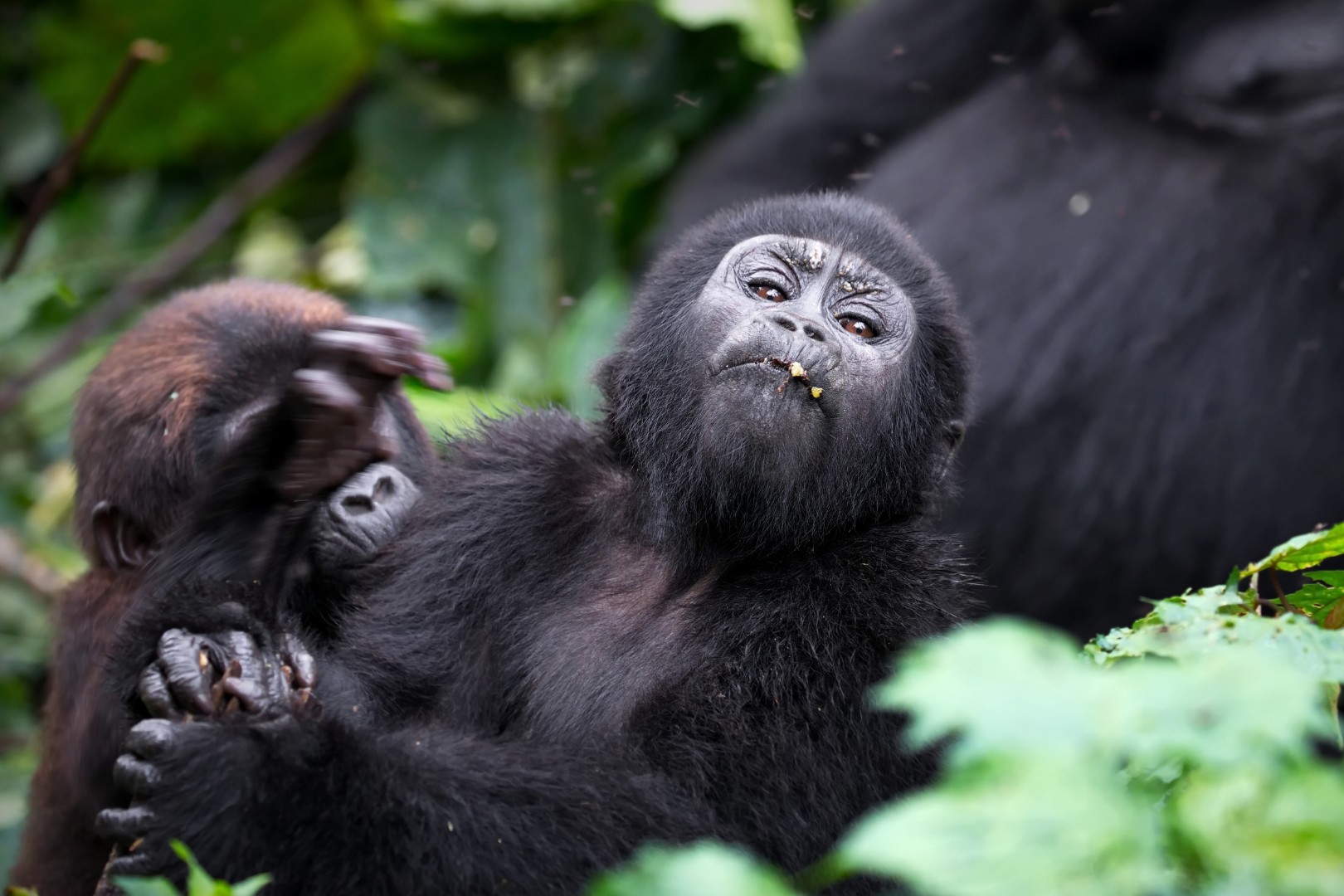 Hot to Book Gorilla Permits in Rwanda