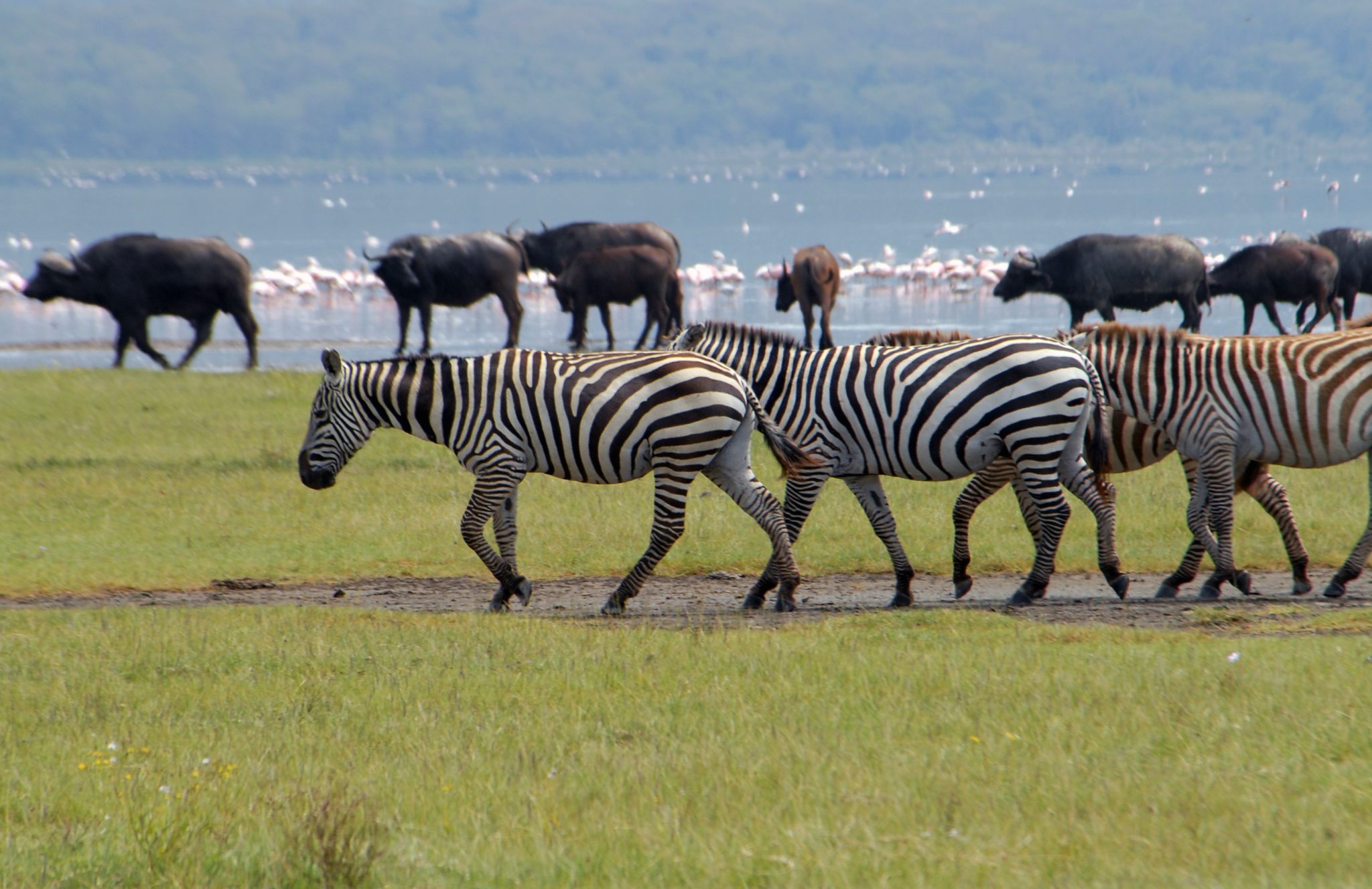 Lake Nakuru National Park of Kenya