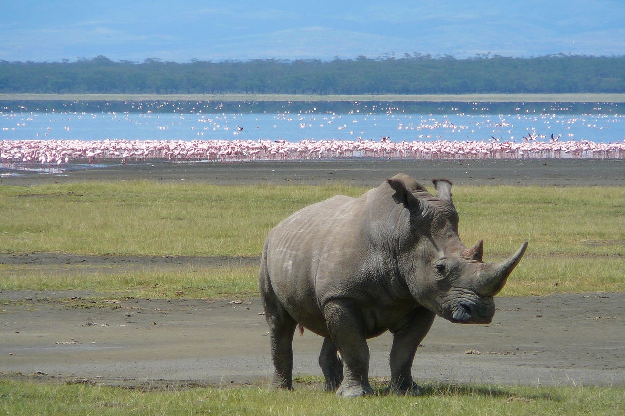 Lake Nakuru National Park