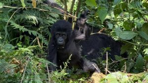 A Baby Gorilla in Bwindi Forest during Habituation Experience