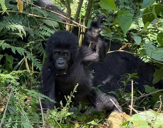 A Baby Gorilla in Bwindi Forest during Habituation Experience