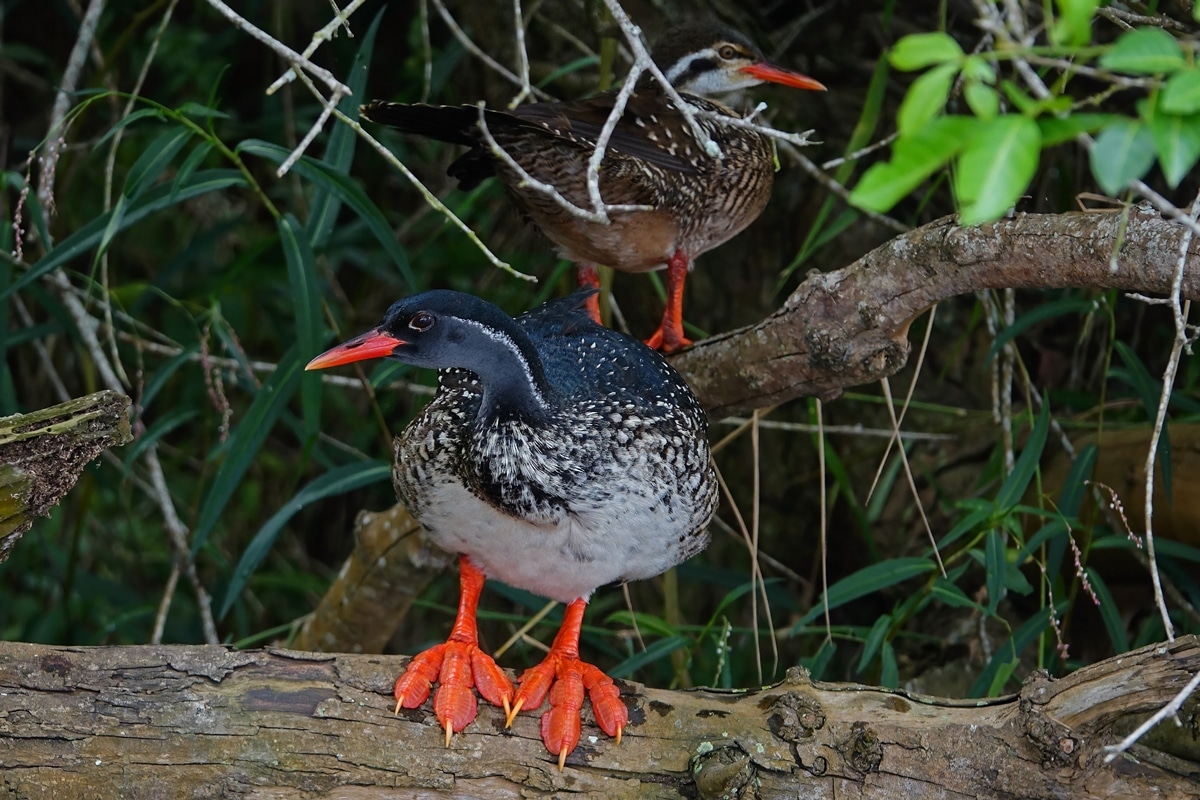 The African Finfoot (Podica senegalensis).