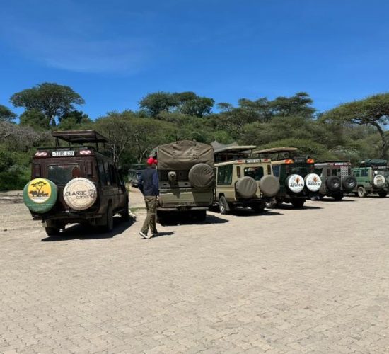 Busy moments in Serengeti