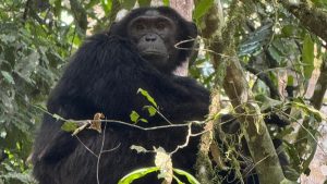 Chimpanzee in Kibale Forest