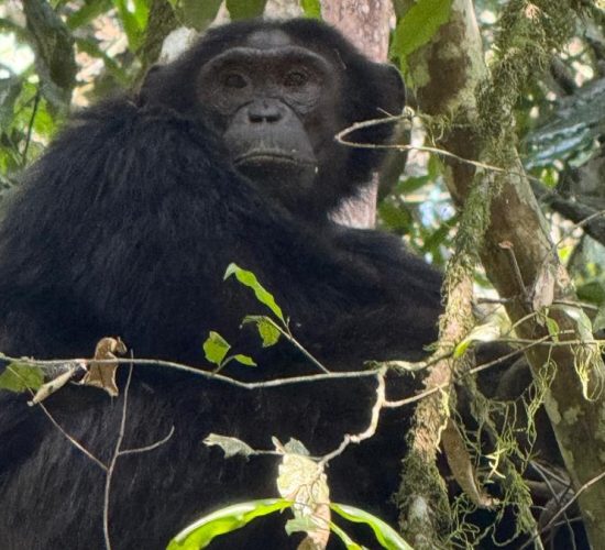 Chimpanzee in Kibale Forest