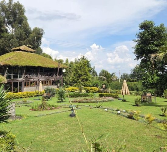 Our Guests stay at Davinci Gorilla Lodge - Volcanoes National Park Rwanda