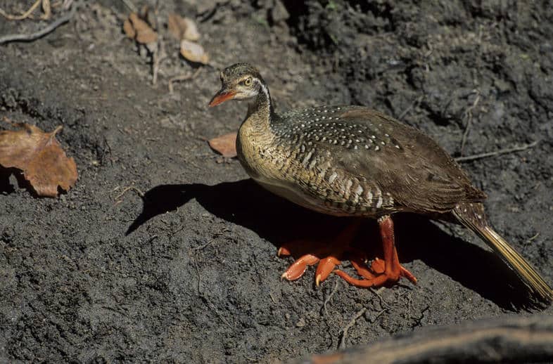 The African Finfoot in Uganda (Podica senegalensis).