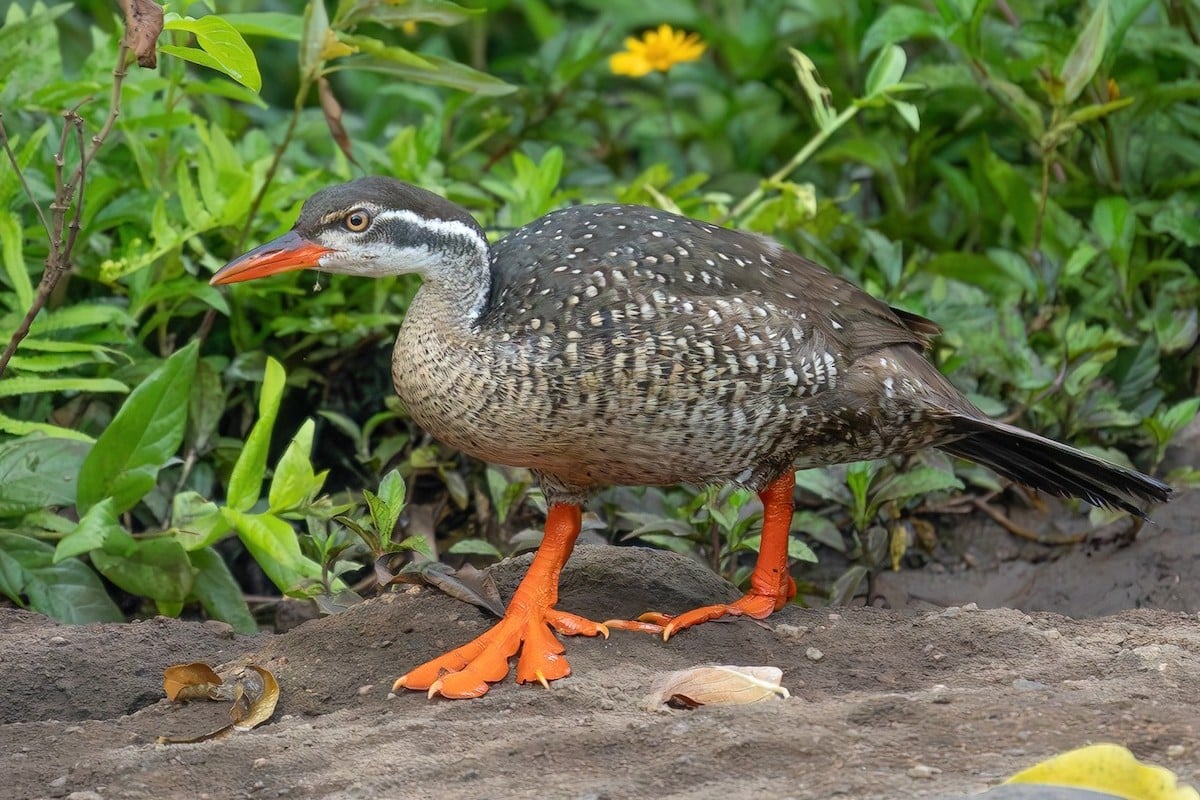 The African Finfoot in Uganda (Podica senegalensis)