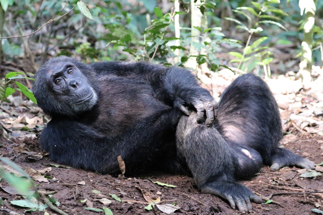 Things to Do in Kibale Forest National Park