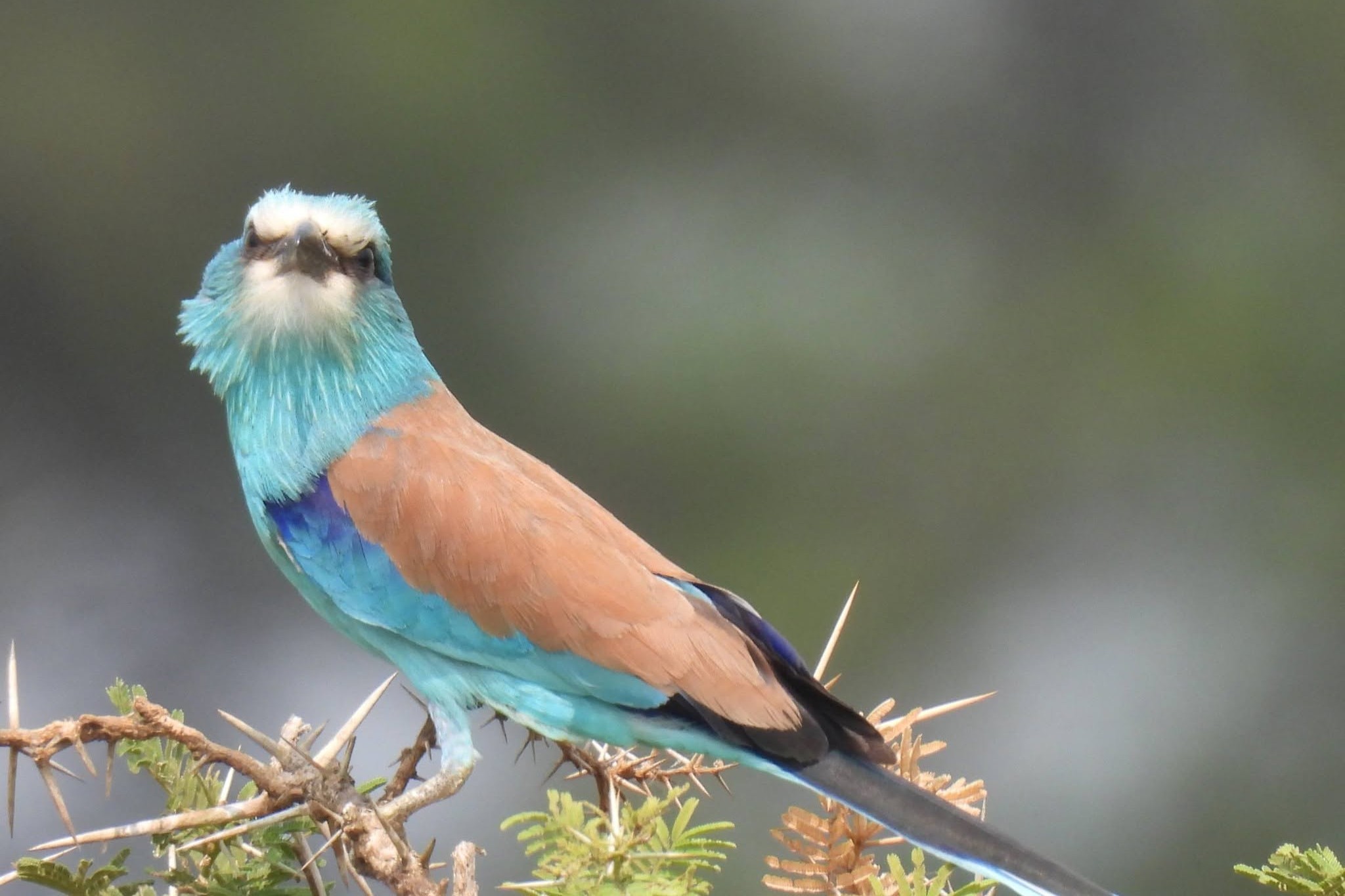 Abyssinian Roller in Murchison Falls National Park of Uganda