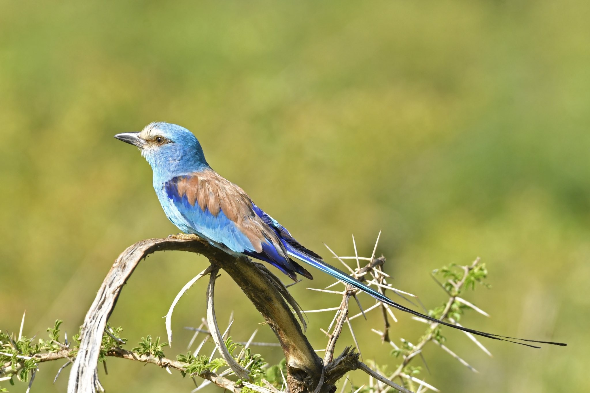 Abyssinian Roller in Uganda 