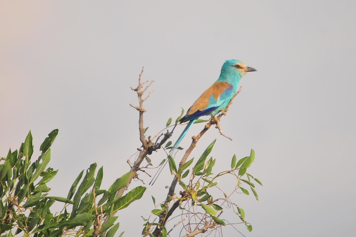 Abyssinian Roller in Uganda (Coracias abyssinicus)