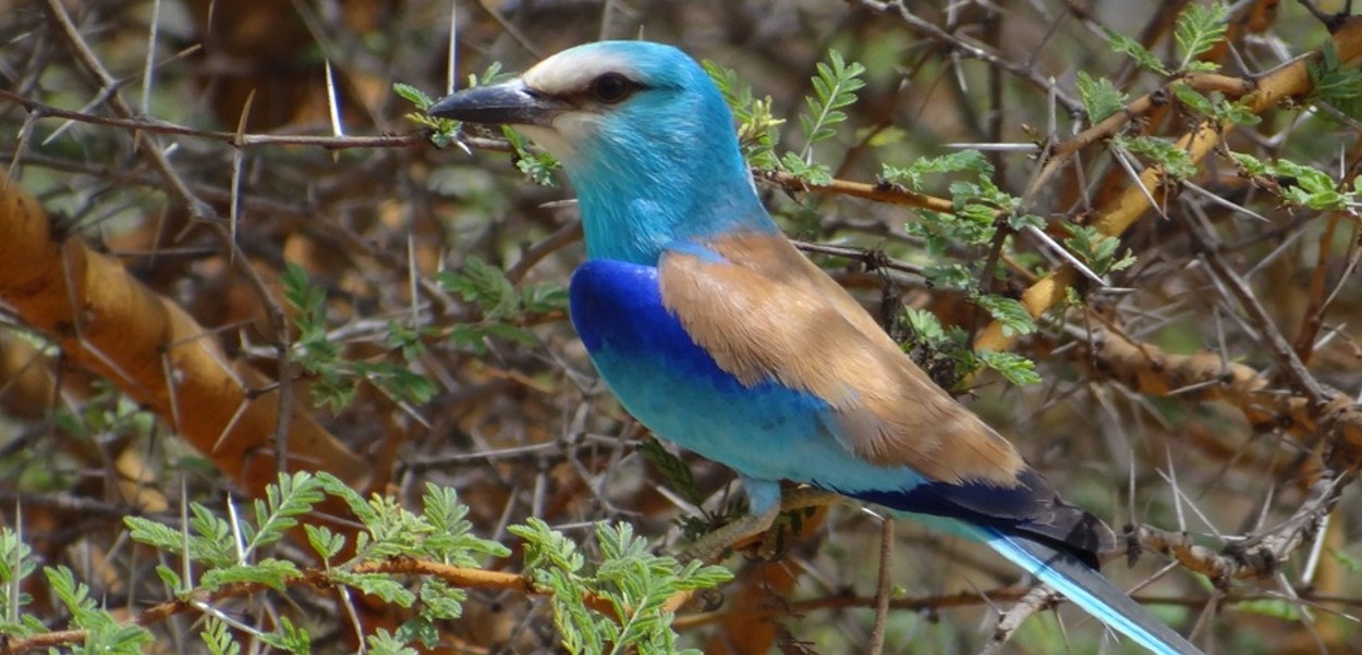 Abyssinian Roller in Uganda