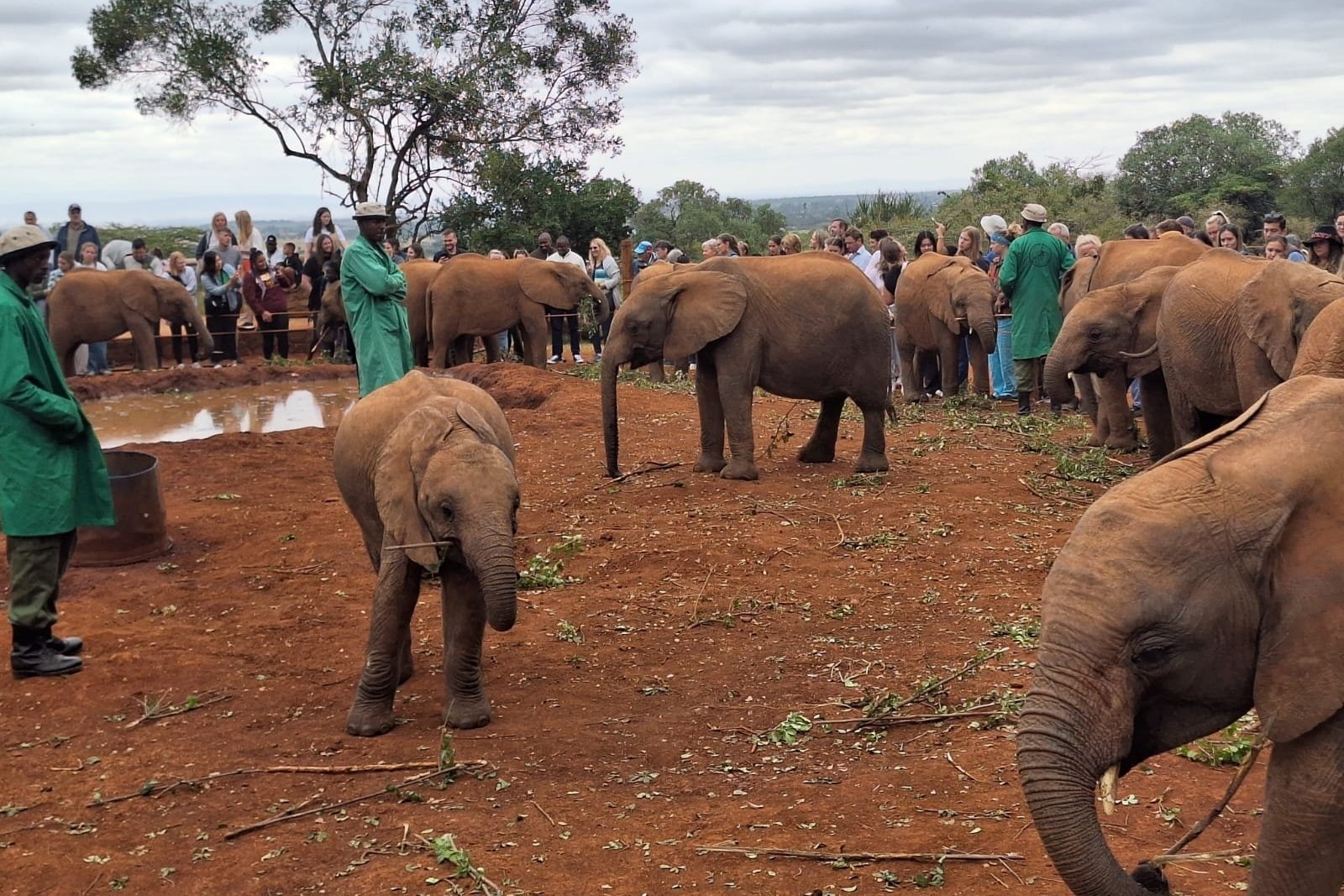 David Sheldrick Wildlife Trust 