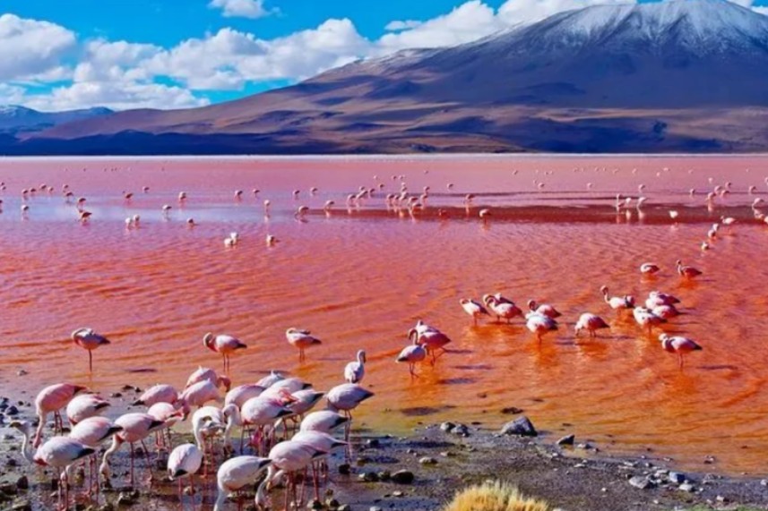 Flamingos at Lake Natron