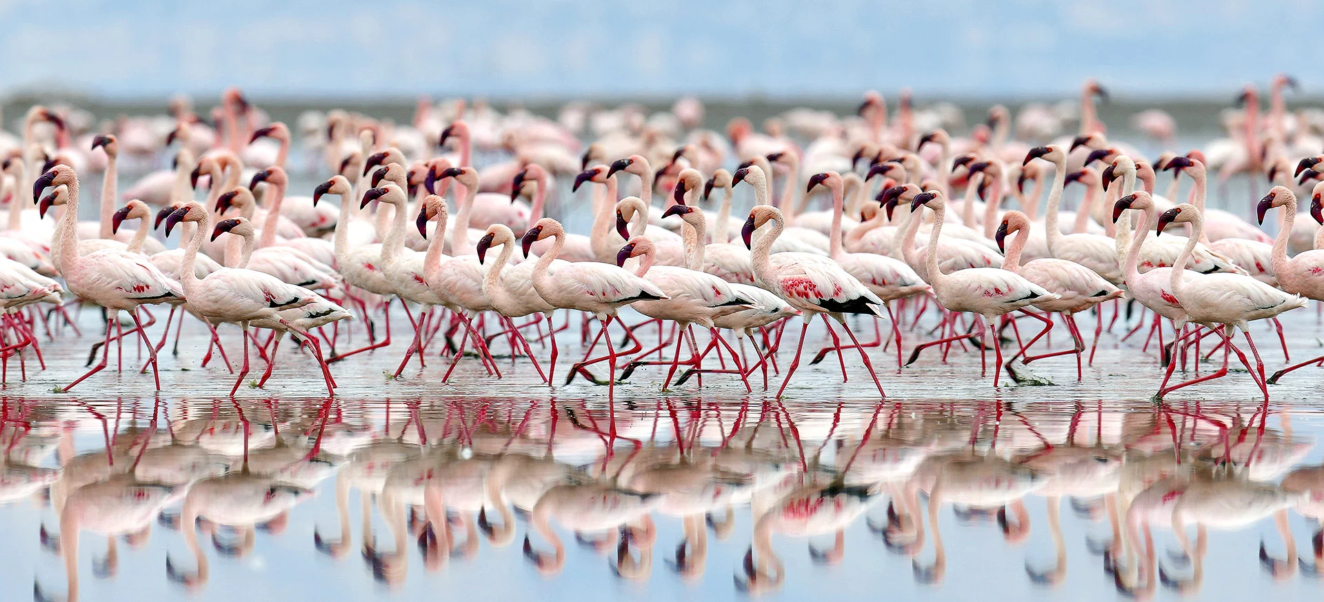Lake Natron Flamingos