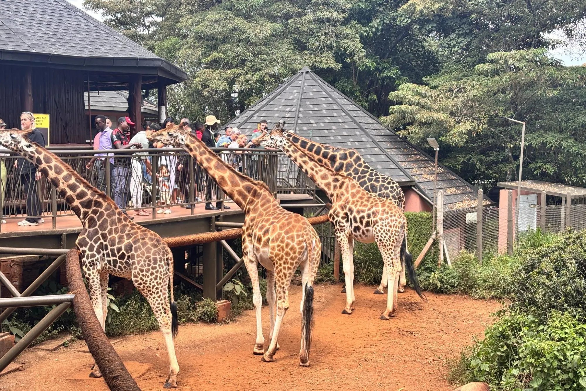 Nairobi Giraffe Centre