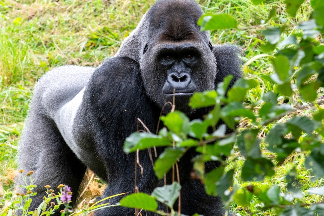 Things to Do in Mgahinga Gorilla National Park