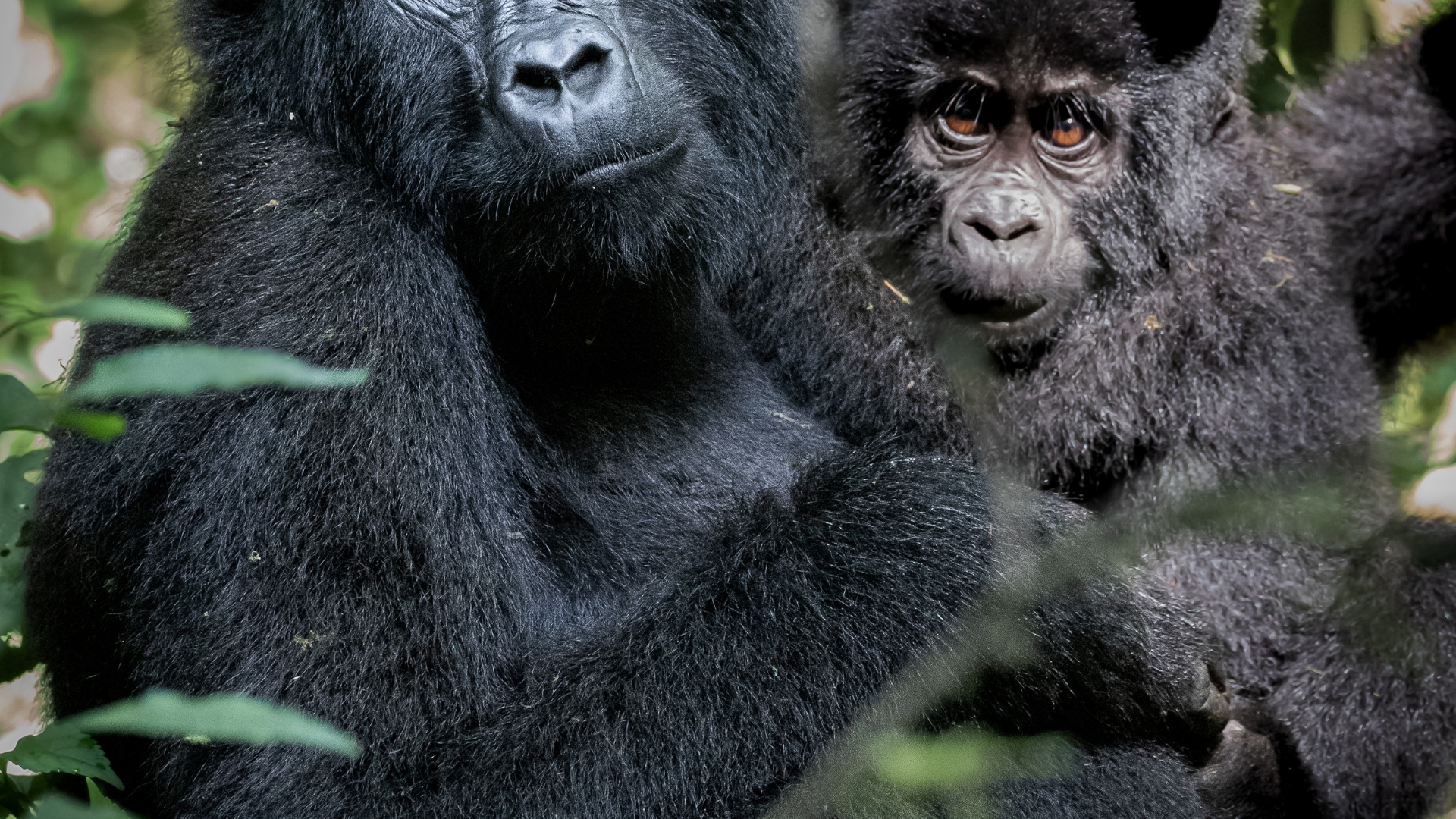 Things to Do in Mgahinga Gorilla National Park
