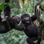 16 Day Best of Uganda and Tanzania Classic Safari
