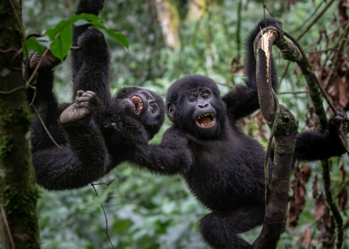 16 Day Best of Uganda and Tanzania Classic Safari