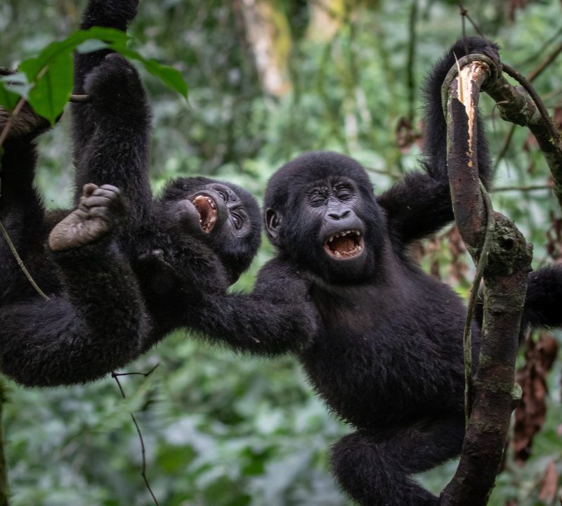 16 Day Best of Uganda and Tanzania Classic Safari