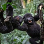 16-day-best-of-uganda-and-tanzania-classic-safari