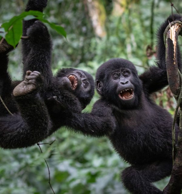 16-day-best-of-uganda-and-tanzania-classic-safari