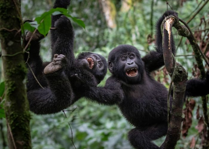16-day-best-of-uganda-and-tanzania-classic-safari