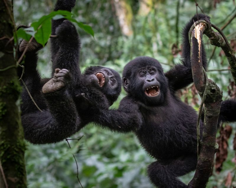 16-day-best-of-uganda-and-tanzania-classic-safari