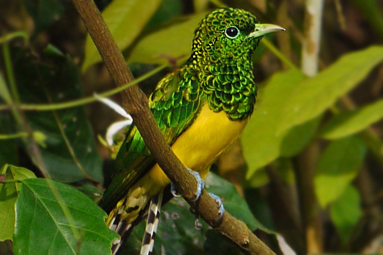 African Emerald Cuckoo Behaviour