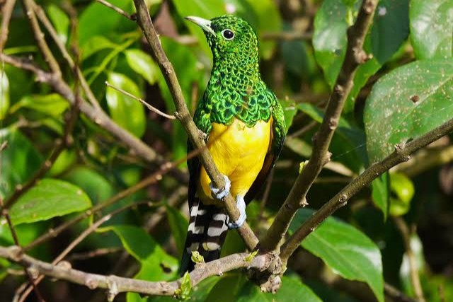 African Emerald Cuckoo (Chrysococcyx cupreus)