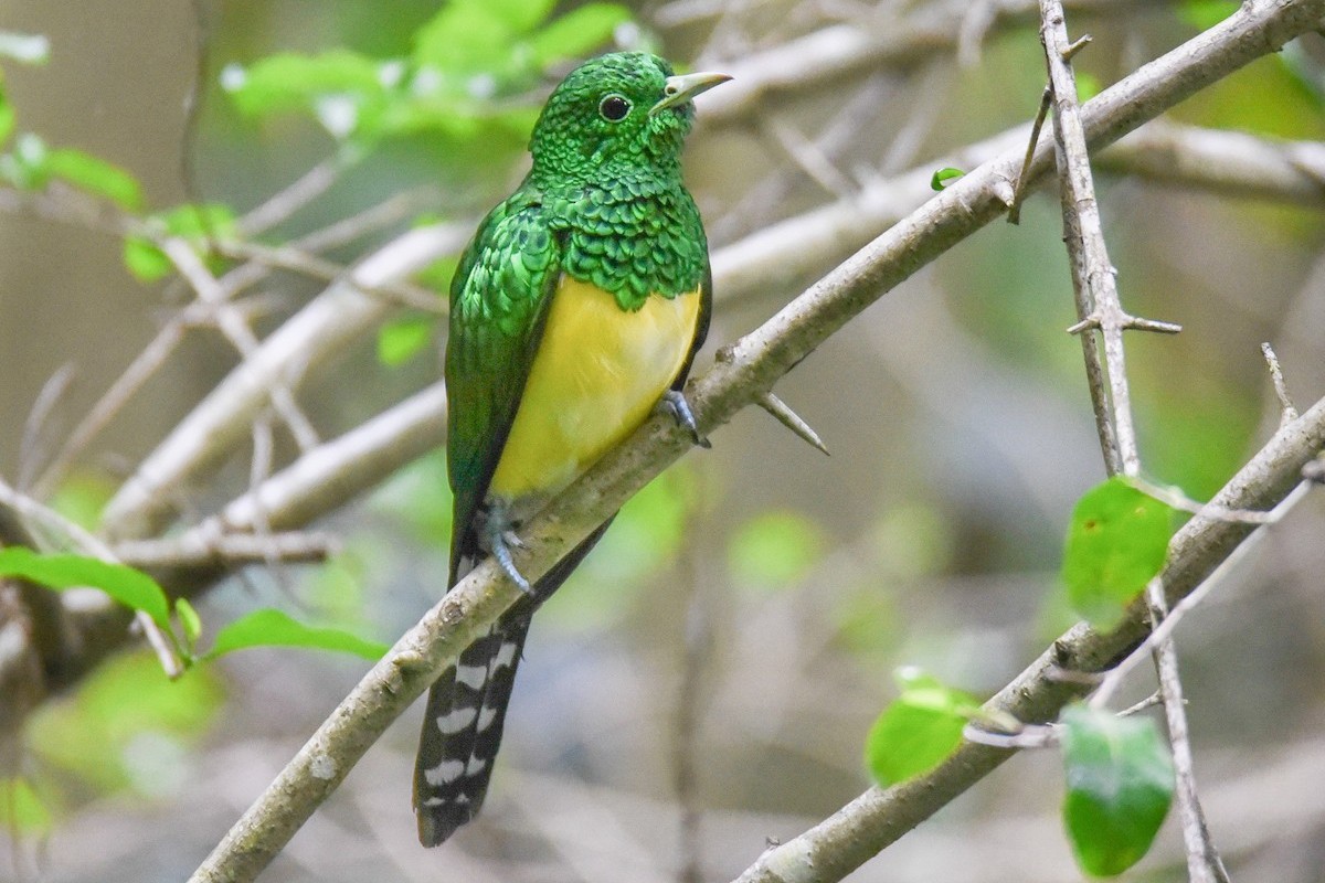 African Emerald Cuckoo
