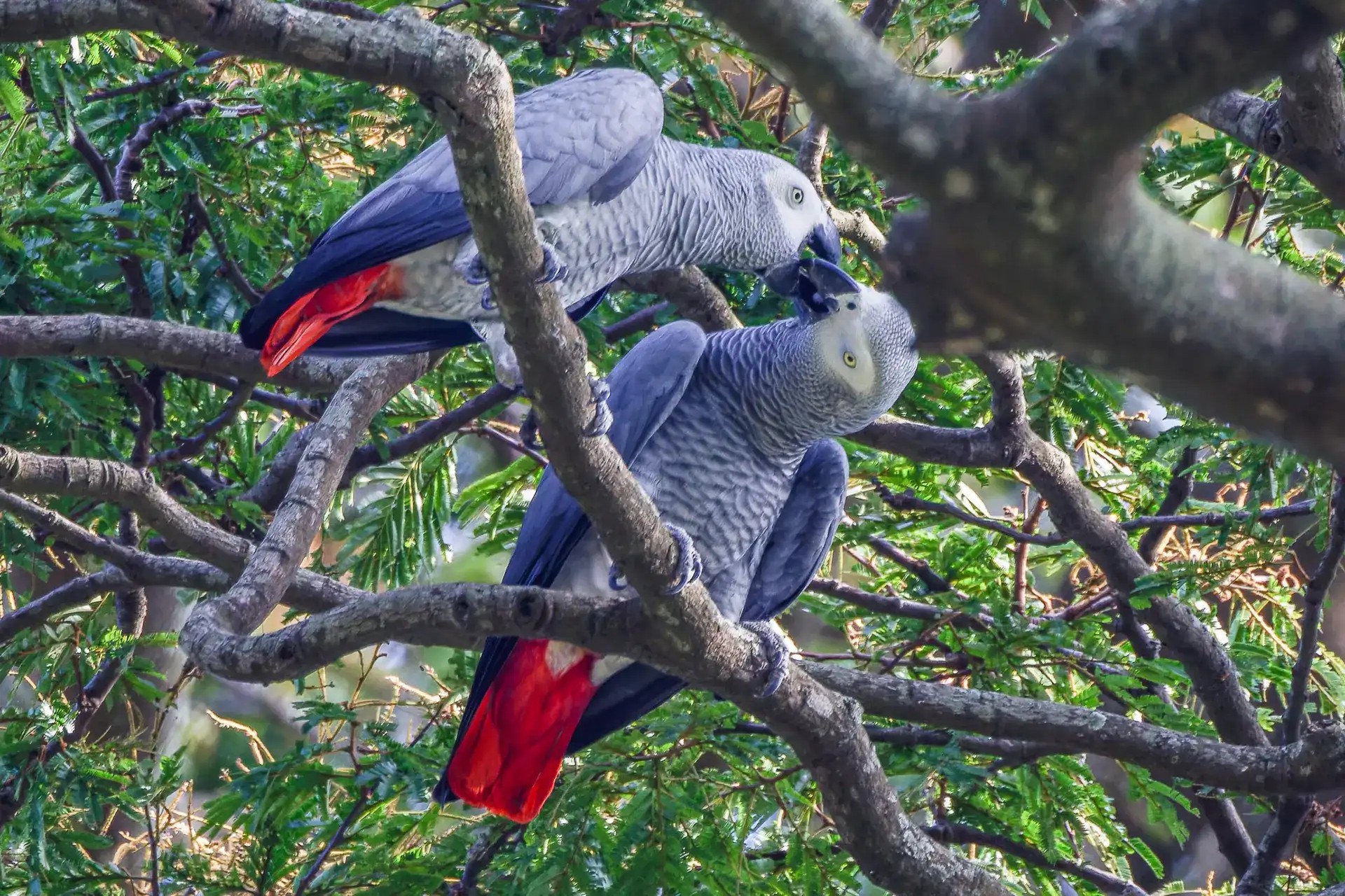 African Grey Parrot in Uganda (Psittacus erithacus)