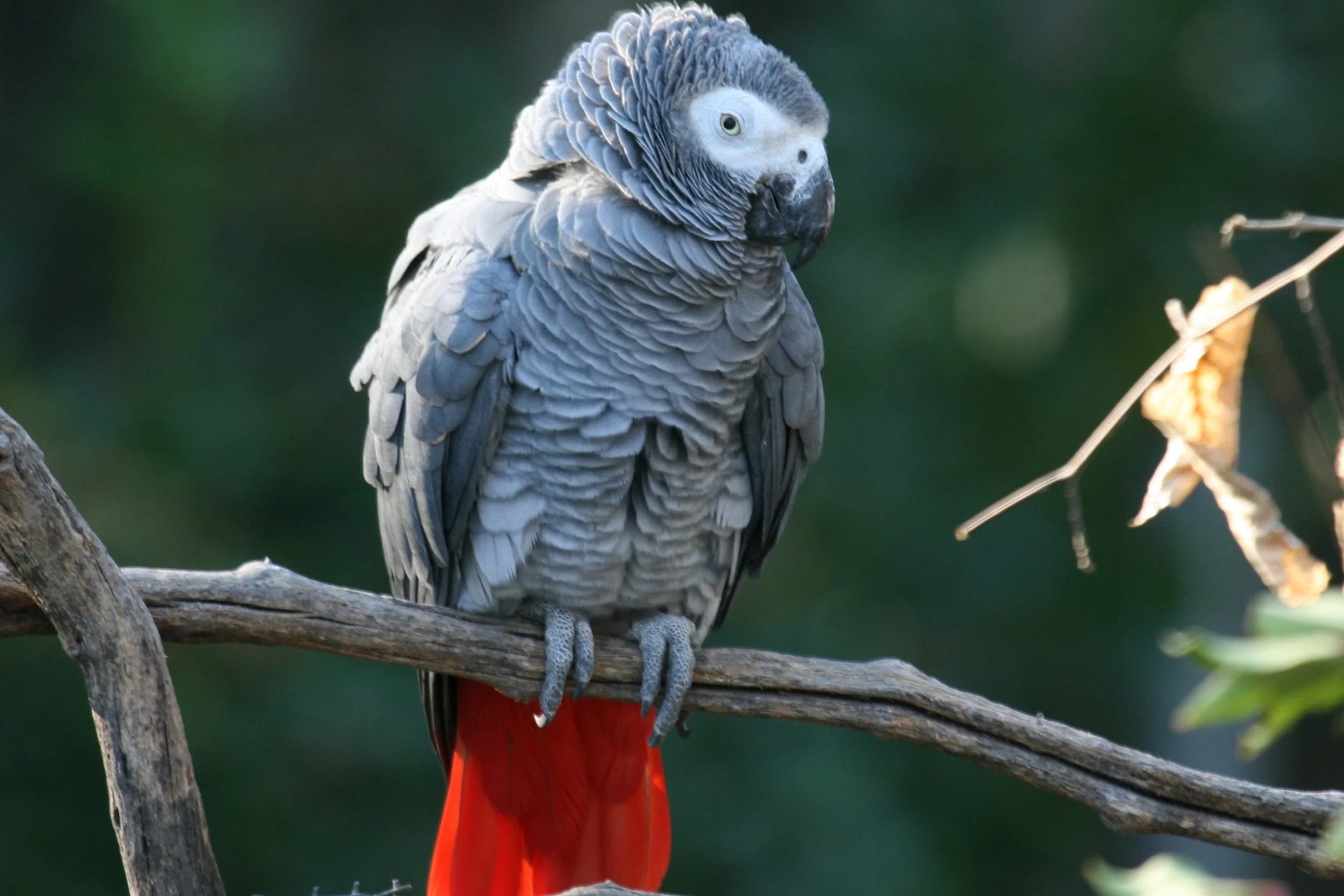 Psittacus erithacus
