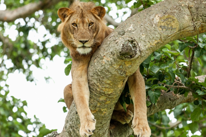 Best Time to Visit Queen Elizabeth National Park