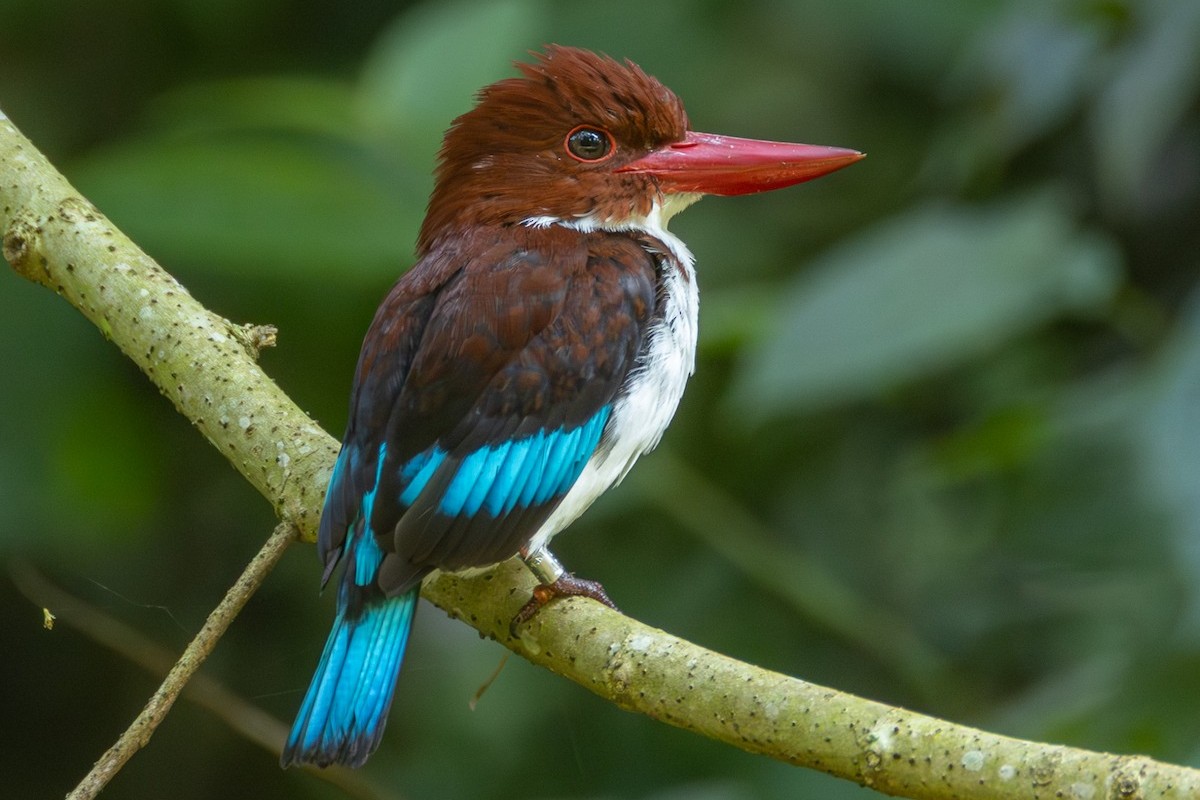 Birding-in-Budongo-Forest-Chocolate-backed-Kingfisher