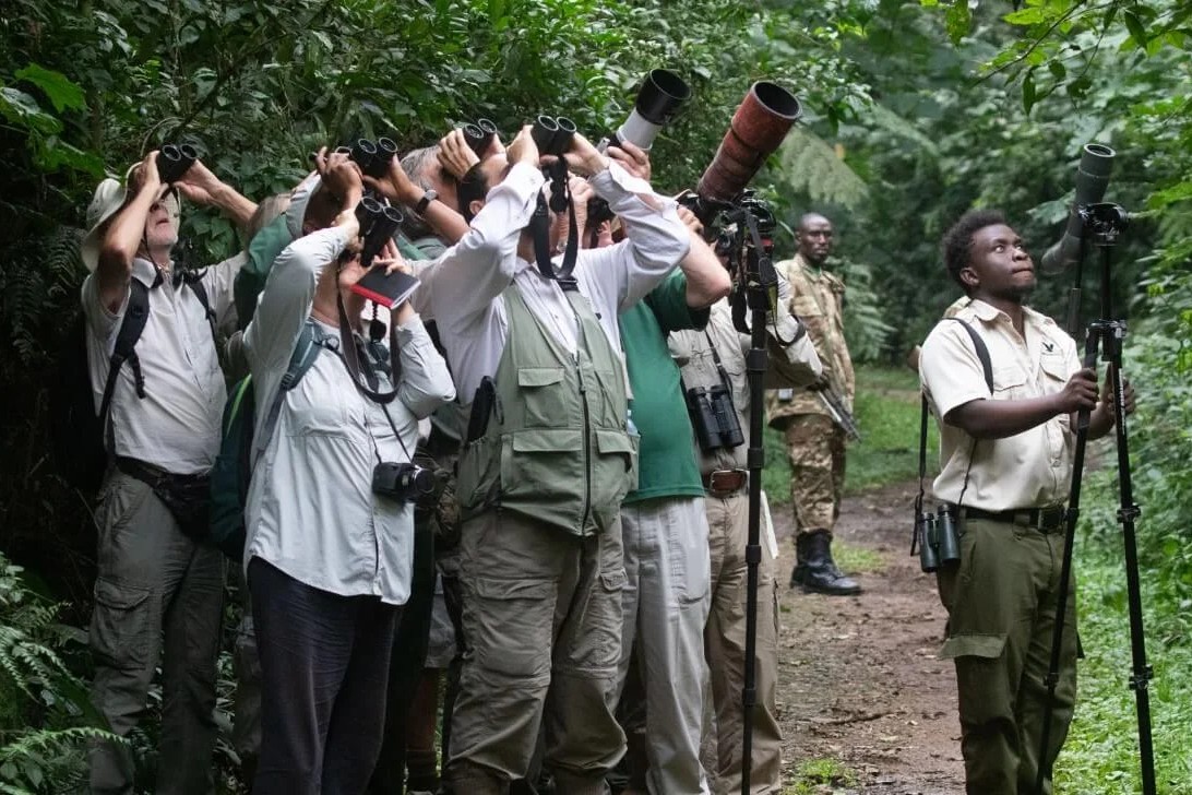 Birding in Budongo Forest