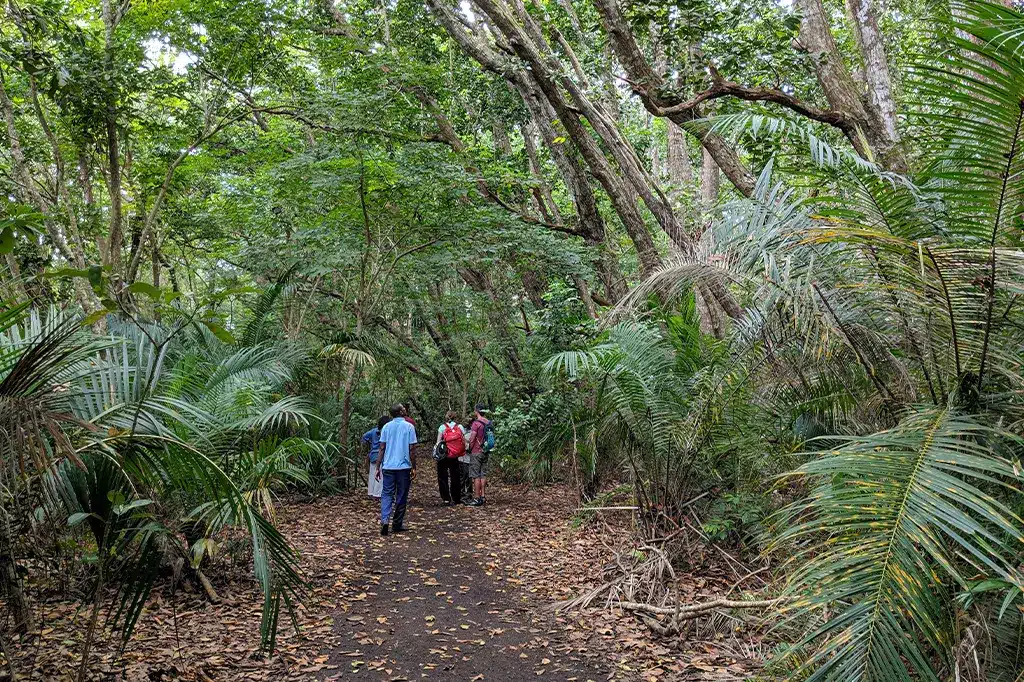 Guided Nature Walk in Jozani Forest