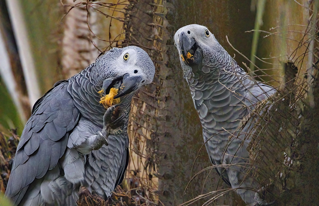The African Grey Parrot in Uganda