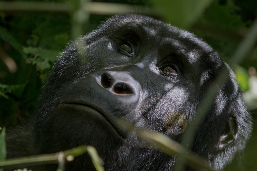 Uganda Gorilla Trekking Guide: Everything You Need to Know