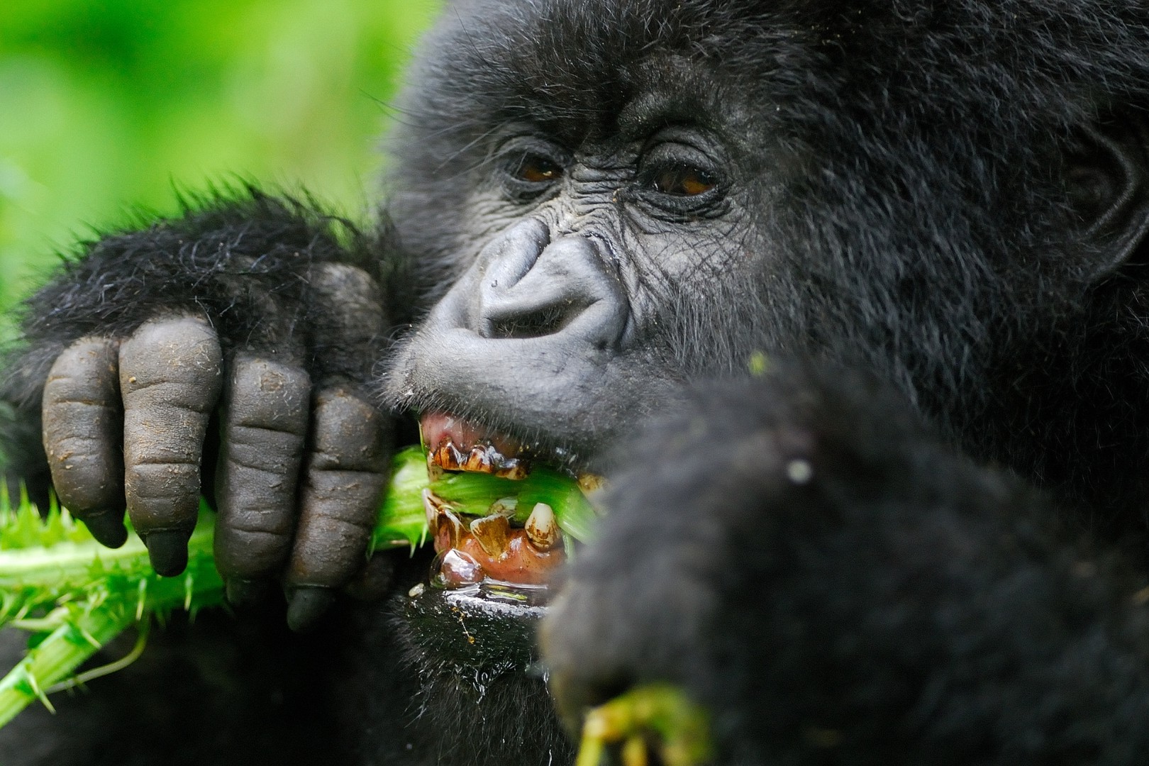 Where to See Gorillas in Africa - Uganda