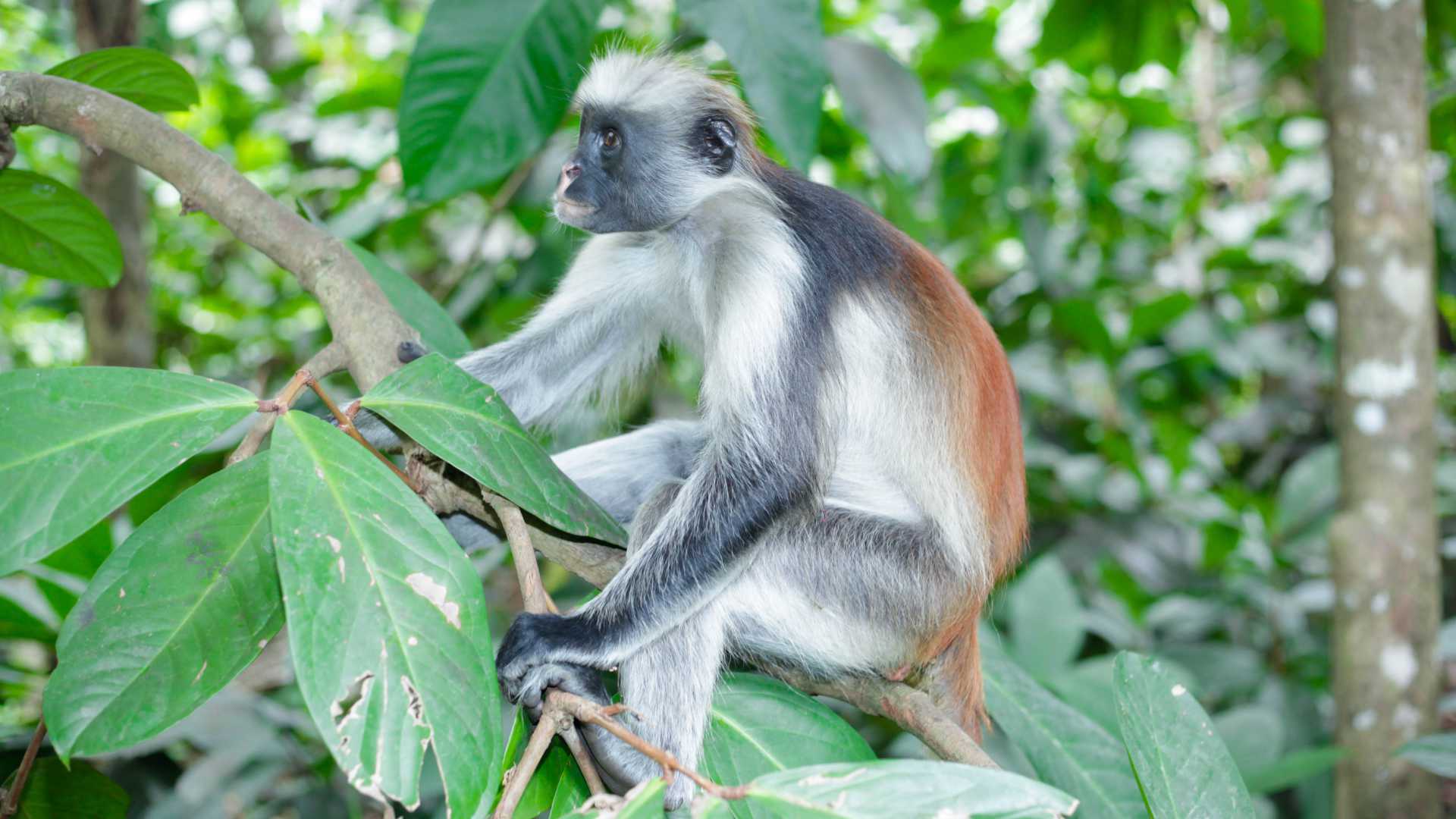 Zanzibar Red Colobus Monkeys in Jozani Forest