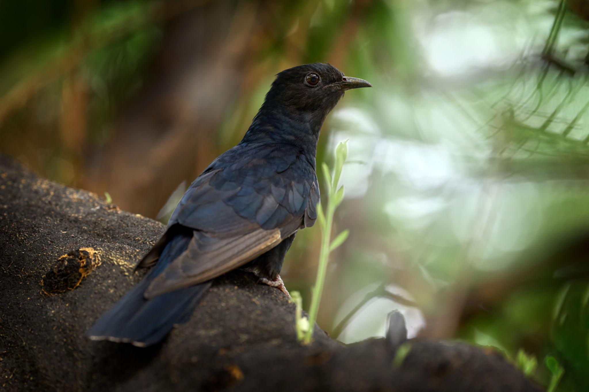 Black Cuckoo in Uganda (Cuculus clamosus)