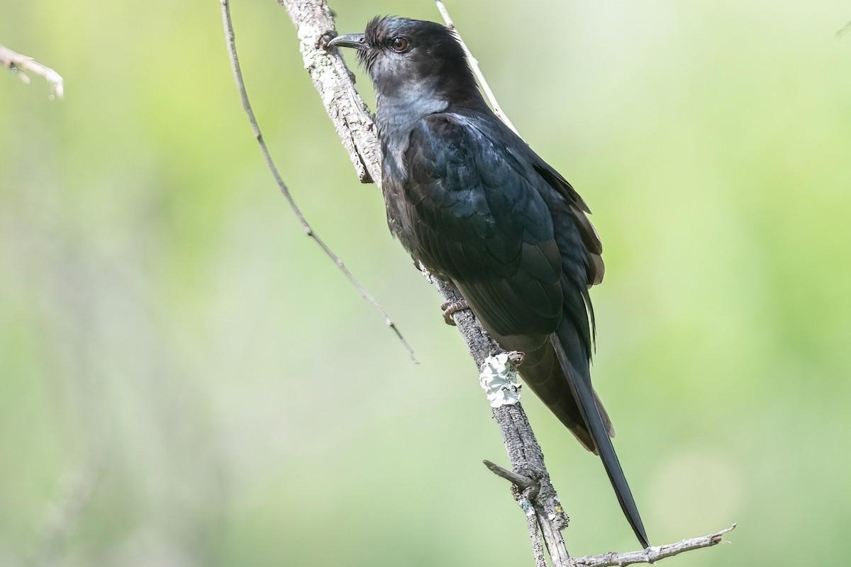 Black Cuckoo in Uganda (Cuculus clamosus)